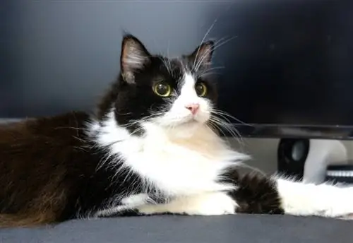 Tuxedo Ragamuffin Cat