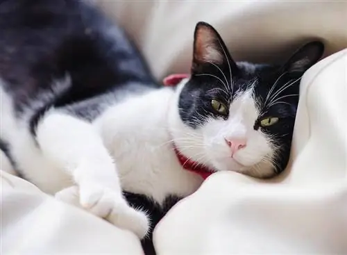 gato de smoking está sorrindo