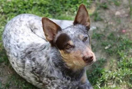 Avustralya Sığır Köpeği