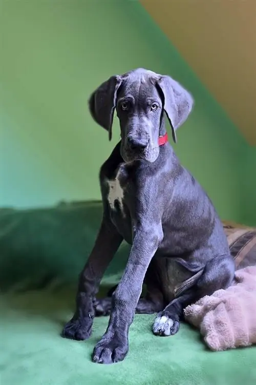 Blue Lacy