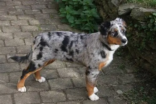 Anjing Blue Merle Australian Shepherd di luar rumah