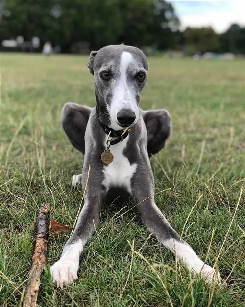 10 razze di cani con manto blu (con foto)