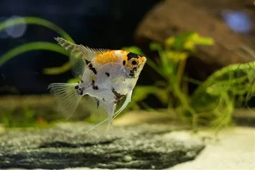 Marbled Angelfish