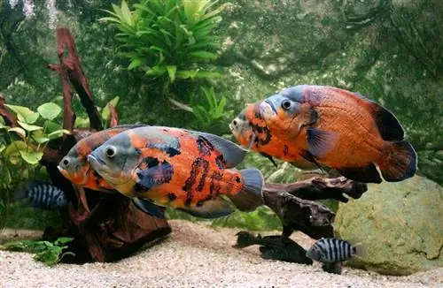 tiger stripe oscar fish