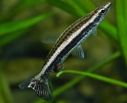 Golden Pencilfish