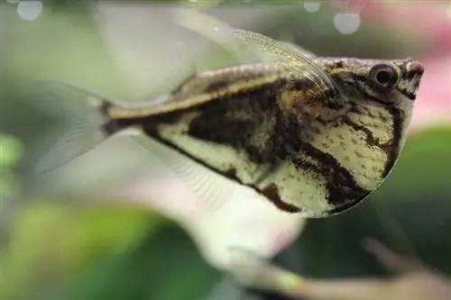 samaki aina ya marbled hatchetfish