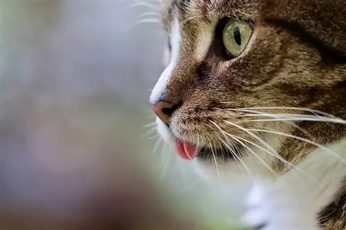 May Taste Buds ba ang Pusa? Paano Nakatikim ng Pagkain ang Mga Pusa? Amoy & Naipaliliwanag ang Panlasa