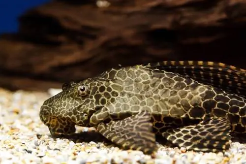 Plecostomus fisk