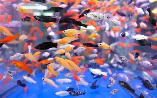 Die 25 beliebtesten Aquarienfische im Jahr 2023 (mit Bildern)