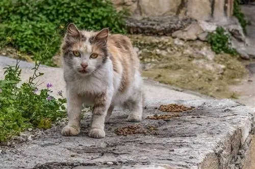 zieke kat aan de kant van de straat