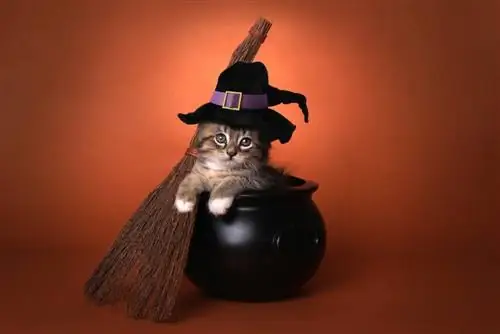 190 Halloween-Katzennamen: Ideen für Ihre gruselige und geheimnisvolle Katze