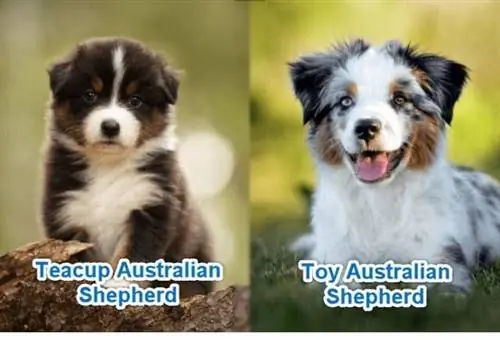 Legetøj vs tekop Australian Shepherd