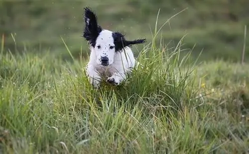 Spaniel läuft