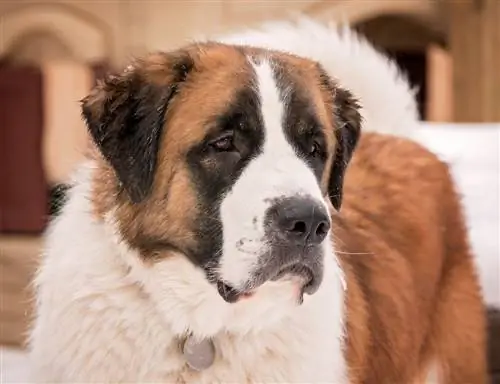 Saint Pyrenees (Great Pyrenees & Saint Bernard Mix): Info, Gambar, Karakteristik & Fakta