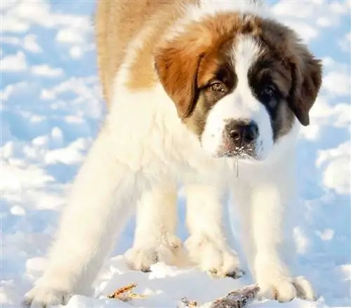 Cachorro de San Pirineos en la nieve