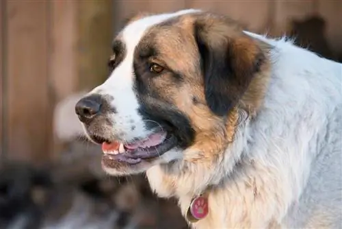 San Pirineo sonriendo