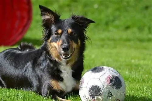 100 ir daugiau futbolo įkvėptų šunų vardų: atletiškiems kamuolio persekiojimo iliniams