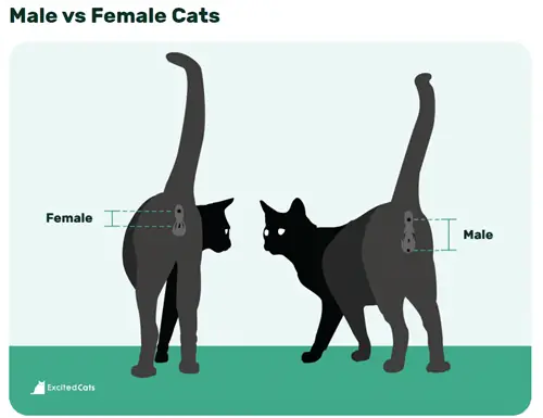 mannelijke versus vrouwelijke kat