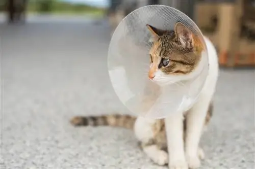 gatto sterilizzato che indossa un cono