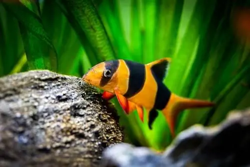 ক্লাউন loaches