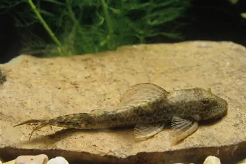 pleco común