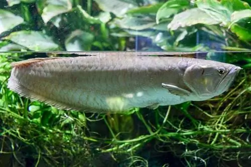 stříbrná arowana v akváriu