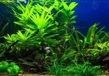 Флурит против. Eco-Complete против. Fluval Stratum против. АДА Аквасойл