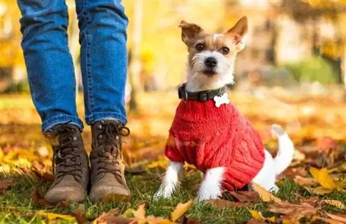 cão de casaco vermelho