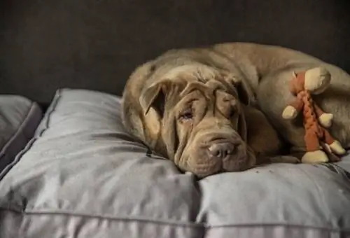 Shar Pei