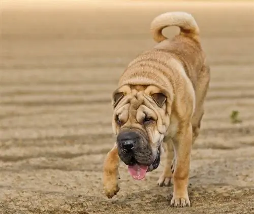 Hvad blev Shar-Peis opdrættet til? Shar Pei historie forklaret