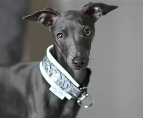 Italian Grey Hound