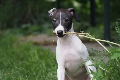 Italiaanse windhond kou boomtak