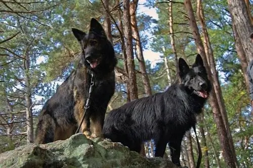 twee Duitse herdershonde in die bos