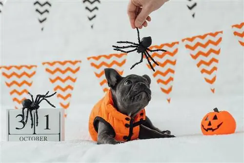 6 Đồ chơi cho chó Halloween tốt nhất – 2023 Nhận xét & Lựa chọn hàng đầu