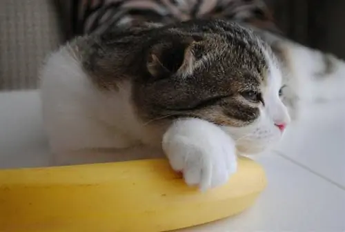 kucing beristirahat berbaring di atas pisang