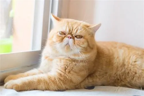 Exotic Shorthair Cat duduk di dekat jendela