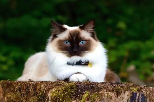 Cat Himalayan_Piqsels