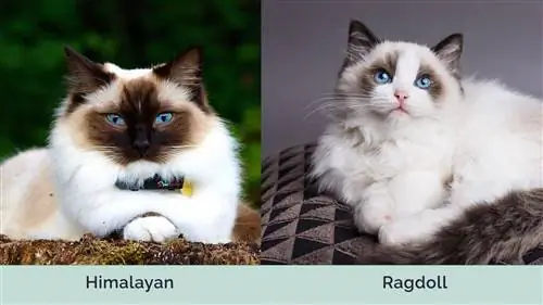 Himalayan vs ragdoll