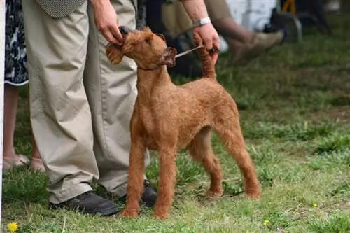 Irish Terrier Hund mit Leckereien