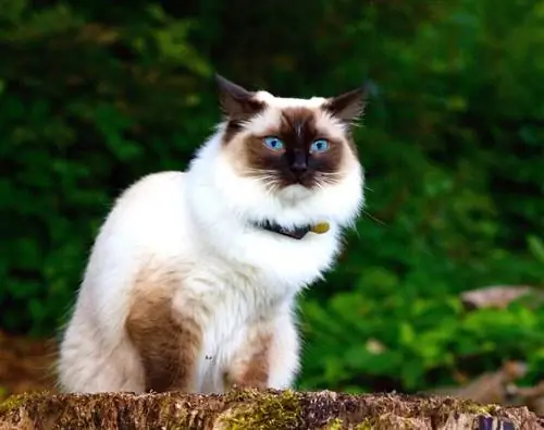 Himalayan cat sa kahoy_Piqsels