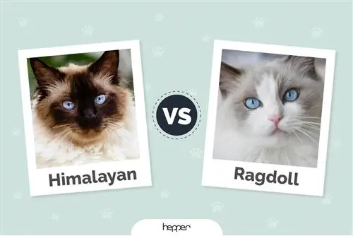 Himalaja vs. Ragdoll Cat: Watter kat is die beste vir jou? (Met prente)