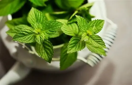 planta de menta en un test blanc