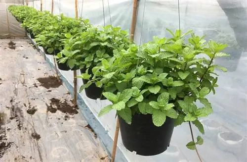 plantes de menta en tests penjants