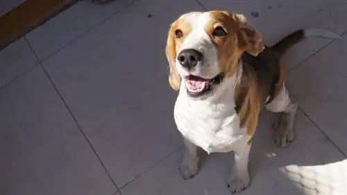 een jaar oude vrouwelijke beagle hond