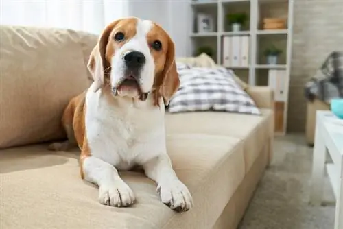 anjing beagle berbaring di sofa