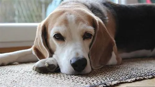 anjing beagle senior tergeletak di atas karpet