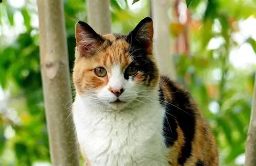 110 Calico Cat Lub Npe: Peb Cov Xaiv Zoo Tshaj Plaws rau Koj Cov Mev ntxim hlub thiab ntxim nyiam