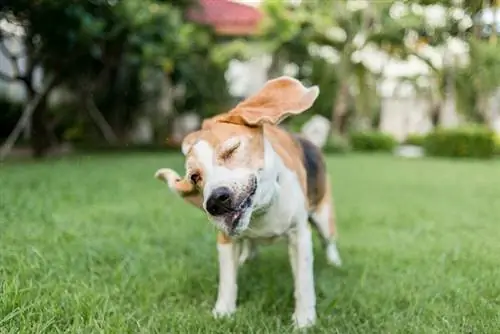 Miért remeg és remeg a Beagle-m? Minden, amit tudnod kell