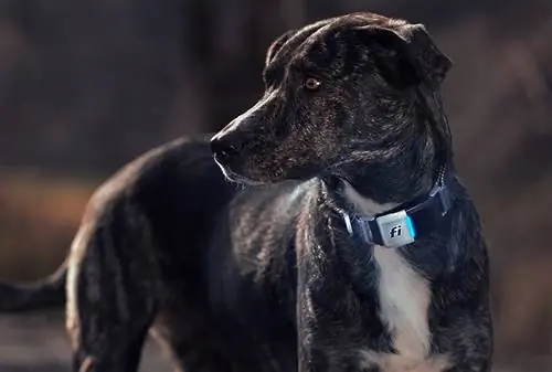 9 Fi Dog Collar Alternatives sa 2023: Alin ang Mas Mabuti?