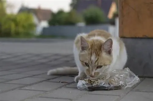 Pişiklər niyə plastik yeyirlər? 4 Səbəb (və bunu necə dayandırmaq olar)